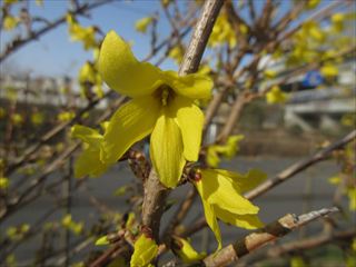 チョウセンレンギョウ